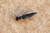 Stenus sp.